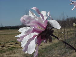 Magnolia x loebneri 'Leonard Messel' — photo 4